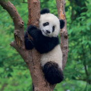 NOTIQUE Grid calendar Pandas 2027, 30 x 30 cm