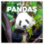 NOTIQUE Grid calendar Pandas 2027, 30 x 30 cm