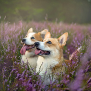 NOTIQUE Grid calendar Dogs 2027, 30 x 30 cm