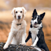 NOTIQUE Grid calendar Dogs 2027, 30 x 30 cm