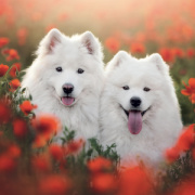 NOTIQUE Grid calendar Dogs 2027, 30 x 30 cm
