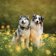 NOTIQUE Grid calendar Dogs 2027, 30 x 30 cm