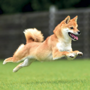 NOTIQUE Grid calendar Happy Doge 2027, 30 x 30 cm