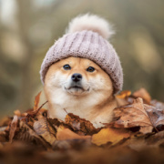 NOTIQUE Grid calendar Happy Doge 2027, 30 x 30 cm