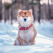 NOTIQUE Grid calendar Happy Doge 2027, 30 x 30 cm