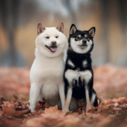 NOTIQUE Grid calendar Happy Doge 2027, 30 x 30 cm