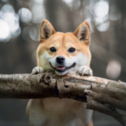 NOTIQUE Grid calendar Happy Doge 2027, 30 x 30 cm