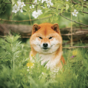 NOTIQUE Grid calendar Happy Doge 2027, 30 x 30 cm