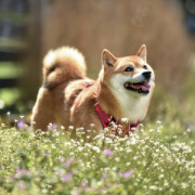 NOTIQUE Grid calendar Happy Doge 2027, 30 x 30 cm
