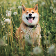 NOTIQUE Grid calendar Happy Doge 2027, 30 x 30 cm