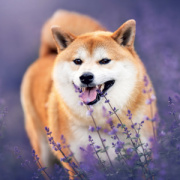 NOTIQUE Grid calendar Happy Doge 2027, 30 x 30 cm