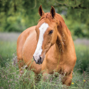 NOTIQUE Grid calendar Horses – Christiane Slawik 2027, 30 x 30 cm