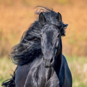 NOTIQUE Grid calendar Horses – Christiane Slawik 2027, 30 x 30 cm
