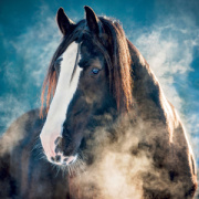 NOTIQUE Grid calendar Horses – Christiane Slawik 2027, 30 x 30 cm