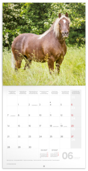 NOTIQUE Grid calendar Horses – Christiane Slawik 2027, 30 x 30 cm