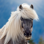 NOTIQUE Grid calendar Horses – Christiane Slawik 2027, 30 x 30 cm