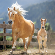 NOTIQUE Grid calendar Horses – Christiane Slawik 2027, 30 x 30 cm