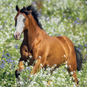 NOTIQUE Grid calendar Horses – Christiane Slawik 2027, 30 x 30 cm