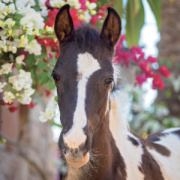 NOTIQUE Grid calendar Horses – Christiane Slawik 2027, 30 x 30 cm