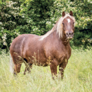 NOTIQUE Grid calendar Horses – Christiane Slawik 2027, 30 x 30 cm