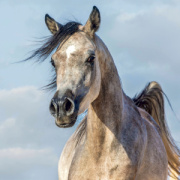 NOTIQUE Grid calendar Horses – Christiane Slawik 2027, 30 x 30 cm