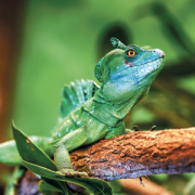 NOTIQUE Grid calendar Lizards 2027, 30 x 30 cm