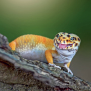 NOTIQUE Grid calendar Lizards 2027, 30 x 30 cm