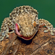 NOTIQUE Grid calendar Lizards 2027, 30 x 30 cm