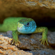 NOTIQUE Grid calendar Lizards 2027, 30 x 30 cm
