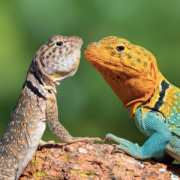 NOTIQUE Grid calendar Lizards 2027, 30 x 30 cm