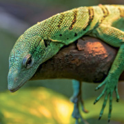 NOTIQUE Grid calendar Lizards 2027, 30 x 30 cm
