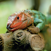 NOTIQUE Grid calendar Lizards 2027, 30 x 30 cm