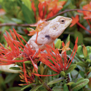 NOTIQUE Grid calendar Lizards 2027, 30 x 30 cm
