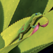NOTIQUE Grid calendar Lizards 2027, 30 x 30 cm