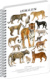 NOTIQUE Špirálový blok Animalium – Mačkovité šelmy, štvorčekovaný, A5