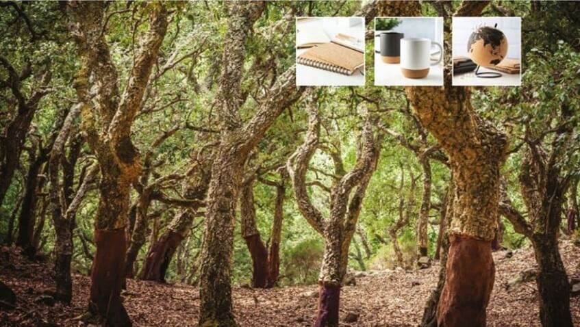 Les korkových dubov a ukážka predmetov z korku